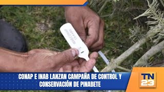 CONAP e INAB lanzan campaña de control y conservación de pinabete [upl. by Bo]