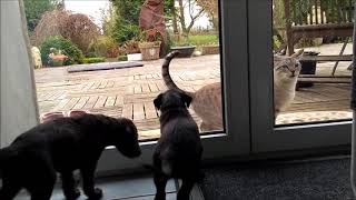 scottish deerhound puppies meet cat [upl. by Calley322]