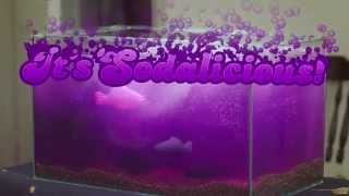 Candy Crush Soda Saga  Watch the fish tank [upl. by Stutsman]