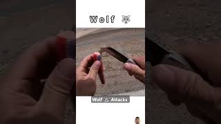 Wolf Attack Be careful 🧐 animallover goodvibes viralshort [upl. by Seabrooke471]