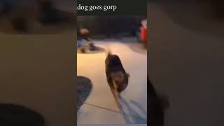 dog goes gorp [upl. by Swarts]