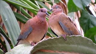 Laughing dove Streptopelia senegalensis Φοινικοτρύγονο  Cyprus [upl. by Rehposirhc44]