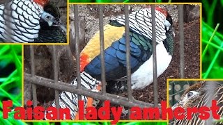 Chrysolophus amherstiae  Leadbeater 1829  Faisan de Lady Amherst  Ménagerie Paris  05112015 [upl. by Nekciv599]