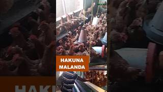 USITUMIE MALANDA TENA KUFUGIA KUKU [upl. by Sidwohl]