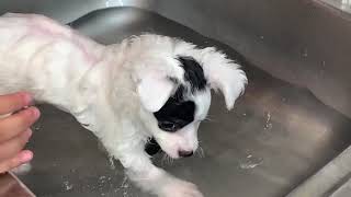 How I bath my ChipooPoochi puppy Chihuahua amp Poodle mix for the first time [upl. by Sitruk]