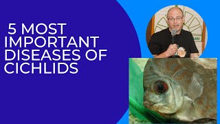 5 important aquarium fish diseases also bloat in Cichlids Malawi amp Tanganyika amp American amp Discus [upl. by Shipley10]