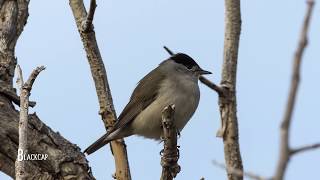 Birdwatching in Cyprus Autumn [upl. by Brotherson189]