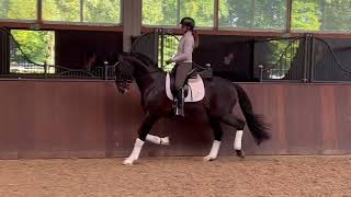 2020 Stallion Cum Laude x Glamourdale [upl. by Manon]