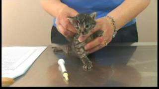 Kitten Care  DeWorming Kittens [upl. by Ealasaid]