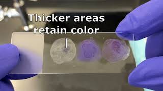 Gram stain 3 Decolorization with 24 hours cultures [upl. by Quiteria]