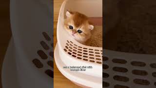 Constipation in Kittens cat shortvideo cuteanimal catlover [upl. by Kier]