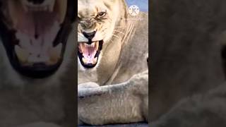 Lion cubs scolded by mother lioness lion lioncub [upl. by Errised]