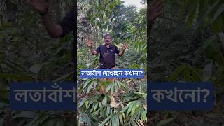 লতা বাঁশ দেখেছেন কখনো [upl. by Kisung]