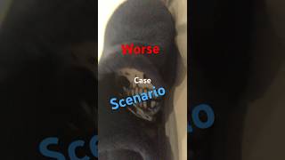 The WORST Case Scenario music shorts [upl. by Ttik]