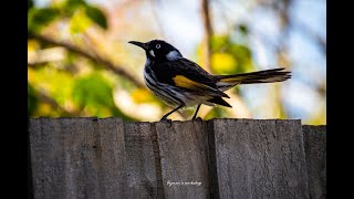 New Holland honeyeater [upl. by Odlareg411]