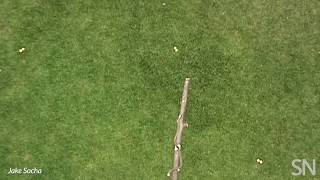 Watch a flying snake slither through the air  Science News [upl. by Cleasta602]