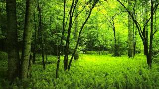 Morning in the forest  over one hour of relaxing forest sounds [upl. by Galliett625]