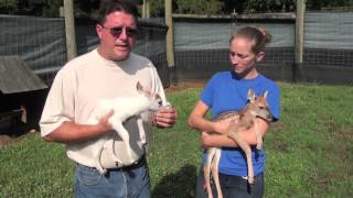 Rare Piebald Whitetailed Deer Fawn [upl. by Allemrac]