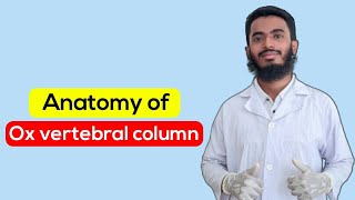 Anatomy of Ox vertebral column।।All parts of atlasaxis typicalthoraciclumbar amp sacral vertebrae [upl. by Gustavus]