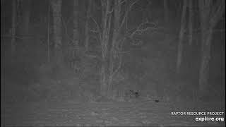 Decorah North Nest 103024 Whitetail buck nice crown [upl. by Bultman]