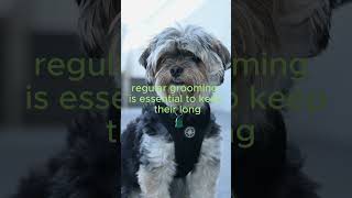 🏔️ Lhasa Apso The LongLived Protector 🐕  3 of Top LongLiving Breeds shortsvideo [upl. by Assilana]