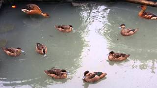 Whistling ducks amp teal [upl. by Anaujait]