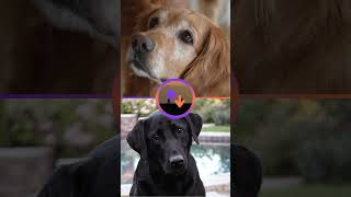 Golden Retriever vs Labrador [upl. by Slayton]