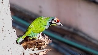 Coppersmith barbet a bird video [upl. by Meredithe]