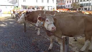 Cow Show Interlaken Switzerland [upl. by Gregoire991]