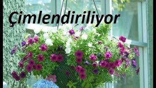 PETUNYA  Petunia parviflora  tohumları nasıl çimlendirilir  1 [upl. by Halvaard]