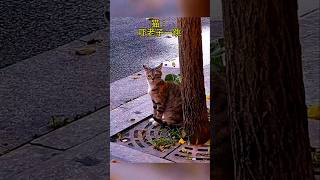 quotCurious Cat’s Eartwitching Adventure 🚗🐱🔊😆 FunnyCatReactions viralvideo shorts [upl. by Emse]