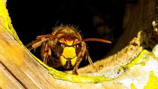 Hornet building a nest in the attic scary [upl. by Ruenhcs]