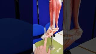 Achilles tendon anatomy [upl. by Patsy]