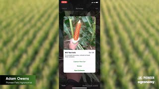 Estimating Yield Potential with the Pioneer Seeds App Yield Estimator Tool [upl. by Ahseiym]