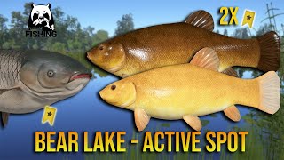 Golden Tench Active Spot at Bear Lake  Russian Fishing 4 [upl. by Pepper]