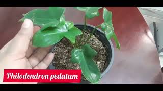 philodendron pedatum care malayalam [upl. by Rosabelle]