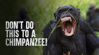 How to Survive a Chimpanzee Attack [upl. by Kaitlin]