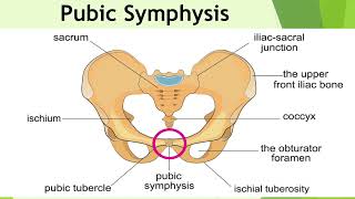 Joints and Ligaments of the Pelvic Girdle [upl. by Dickson]