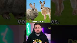 This is how you tell difference between rabbit and hares shorts short fact facts animals new [upl. by Oeflein]