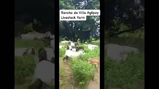 Building a Sustainable Livelihood Program animals farmslife cow livestockfarming bayan [upl. by Ahsyat]