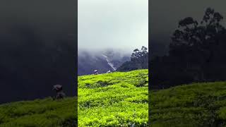 munnar devikulam teaestate idukki greenary travel waterfall [upl. by Tomasz85]