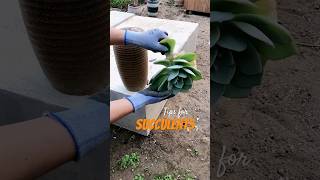 You Wont Believe How Easy Succulent Propagation Is [upl. by Tegan]