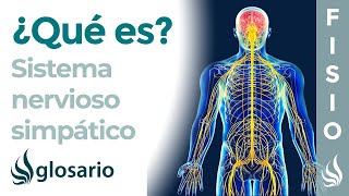 SISTEMA NERVIOSO SIMPÁTICO  Qué es cómo funciona partes qué controla y lesiones [upl. by Florrie]