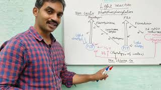 Light reaction  Cyclic and Non cyclic photophosphorylation  Hills reaction [upl. by Bratton]