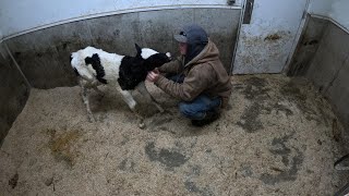 A Day On A Wisconsin Dairy Farm [upl. by Hadeehuat192]