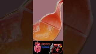 Digestive system  gastrointestinal  physiology anatomy mbbs love neet doctor [upl. by Arob810]