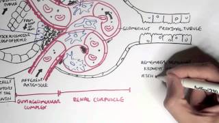 Nephrology  Kidney Physiology Overview [upl. by Leirud]