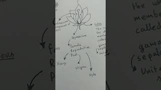 Parts of flower class 11th biology [upl. by Rech669]