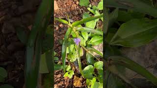 Flowers of Cyanotis axillaris [upl. by Costa]