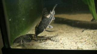 Scleromystax barbatus The bearded cory [upl. by Luedtke284]